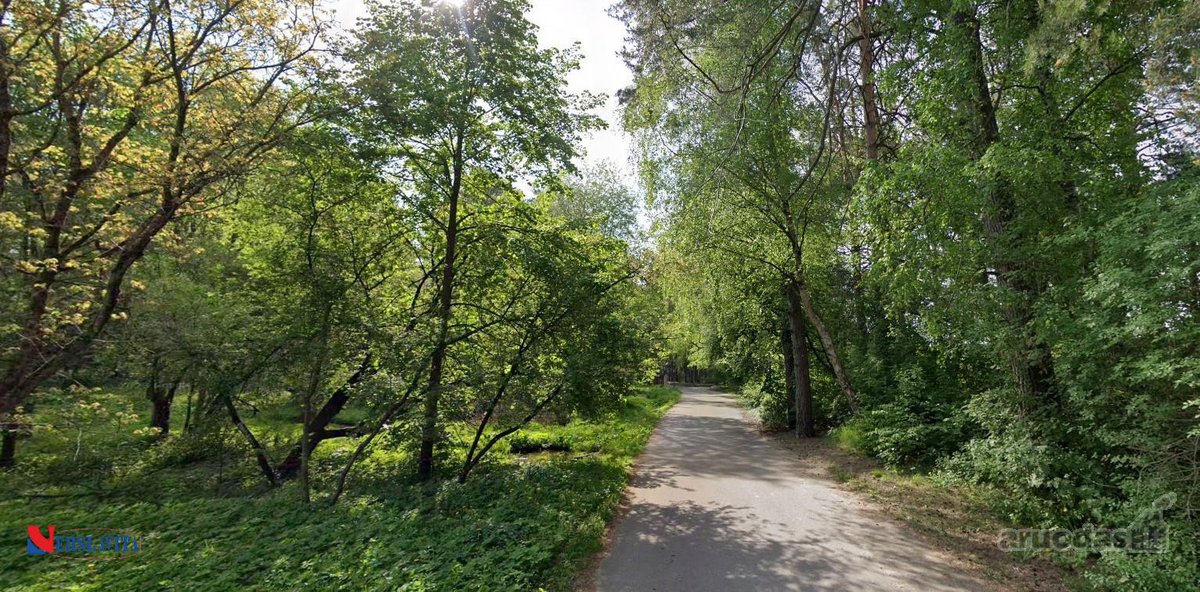 Greta Lazdynėlių, Bukčiuose, Bukčių pušyno - nuotraukos Nr. 5