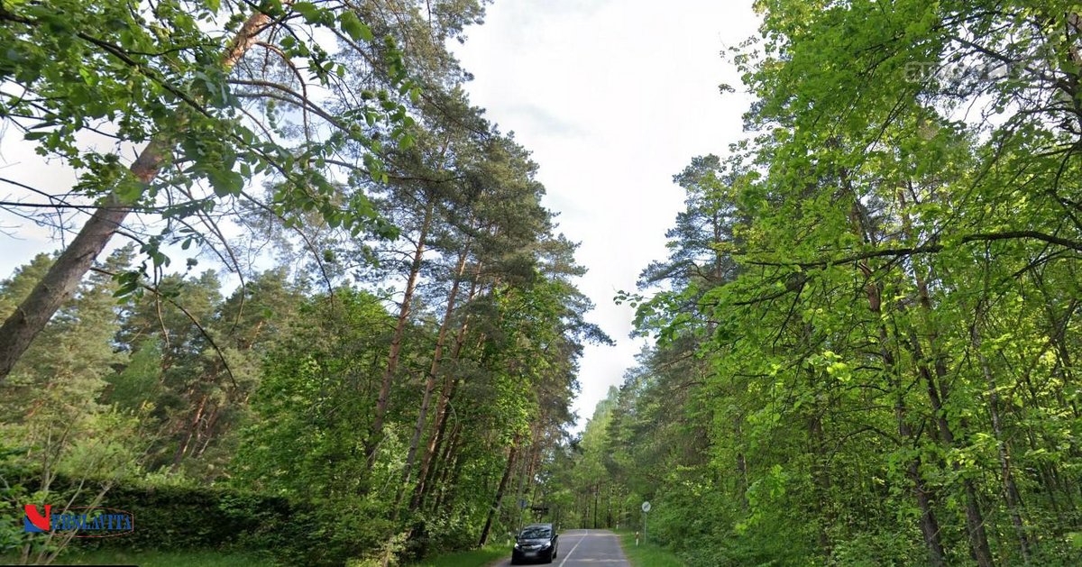 Greta Lazdynėlių, Bukčiuose, Bukčių pušyno - nuotraukos Nr. 8