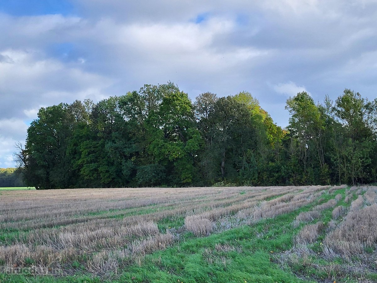 Parduodama sodyba su žeme (4,82 ha) - nuotraukos Nr. 6