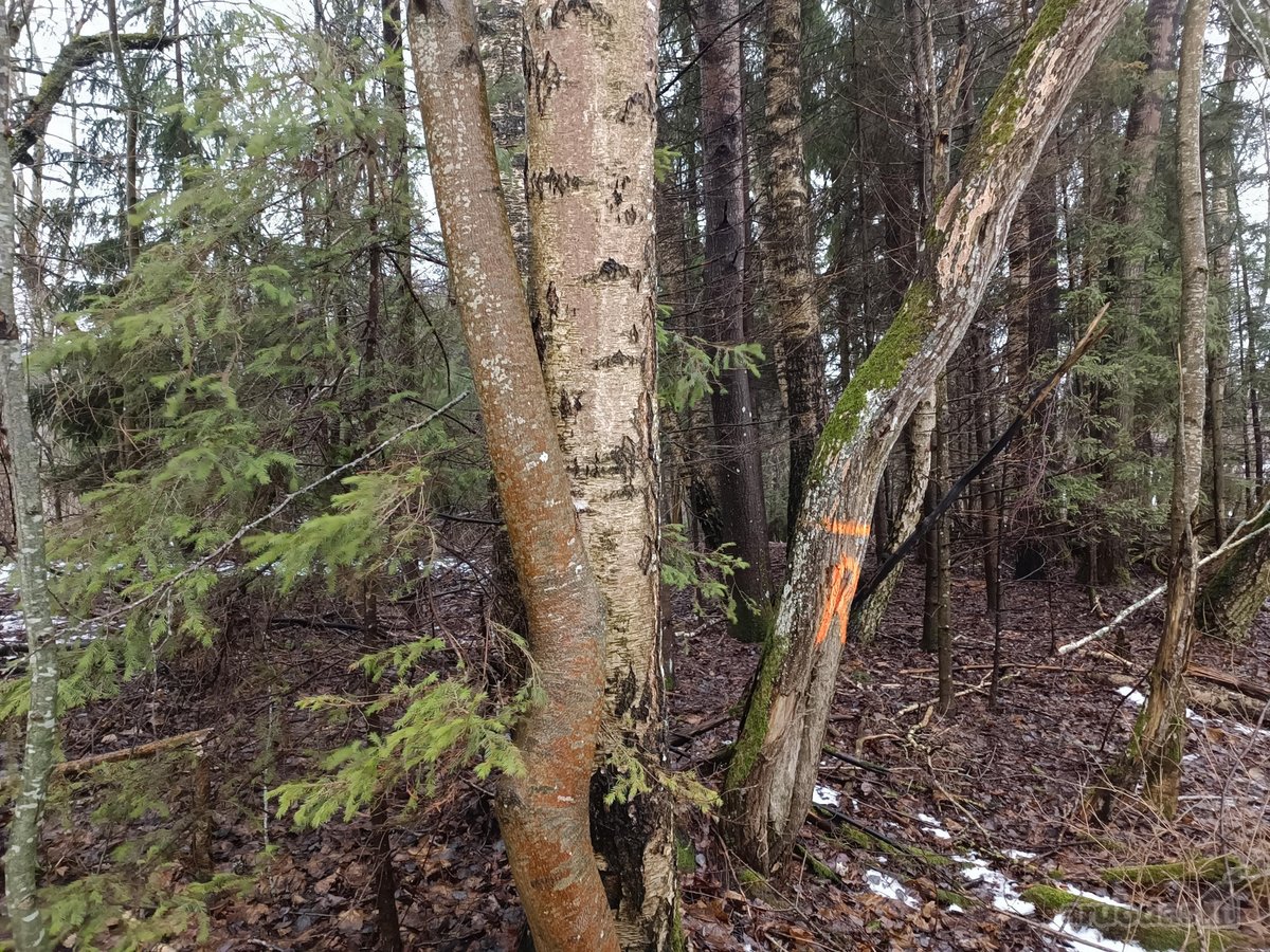 30 arų namų valdos sklypas, bendras 2,51 ha ploto - nuotraukos Nr. 17