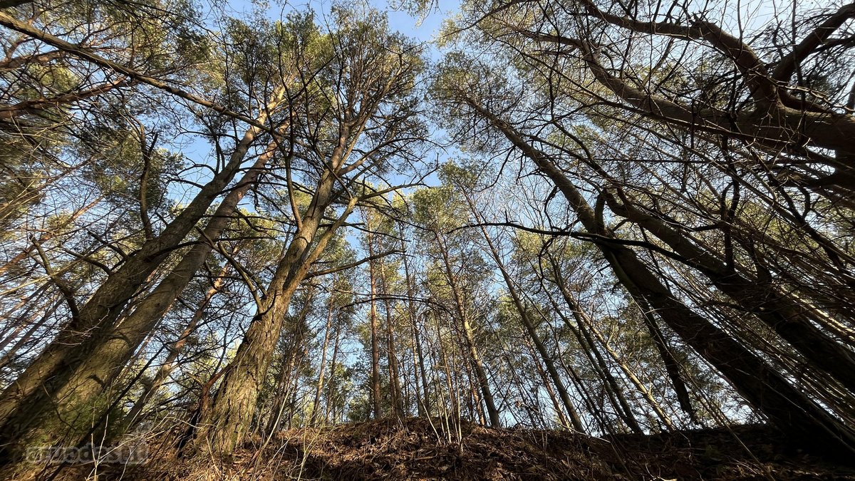 Parduodamas Žemės sklypas 5,28ha - nuotraukos Nr. 6