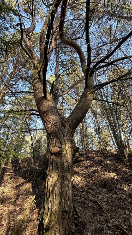 Parduodamas Žemės sklypas 5,28ha - nuotraukos Nr. 7