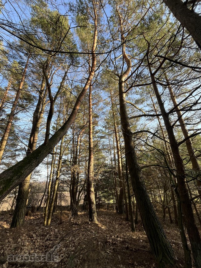 Parduodamas Žemės sklypas 5,28ha - nuotraukos Nr. 8