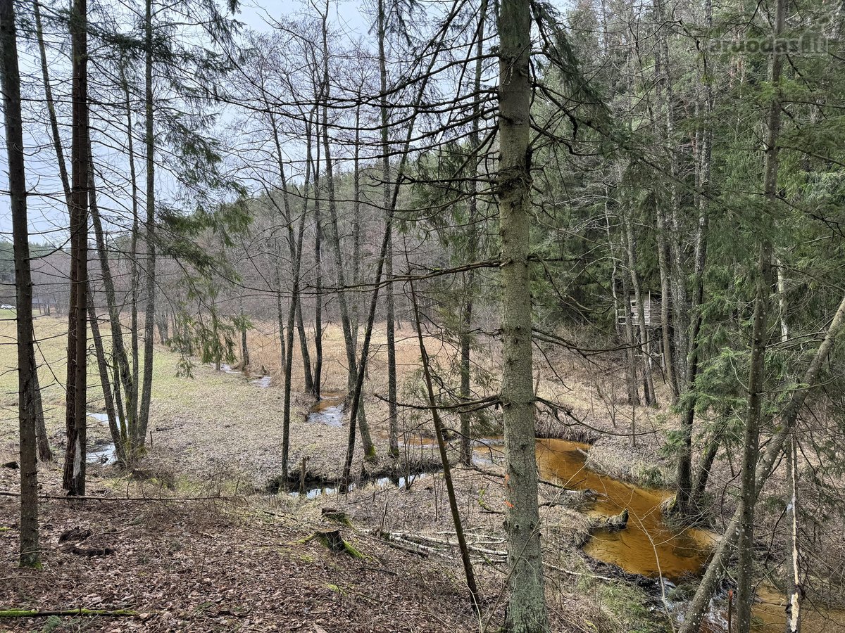 1,56ha kraštinis sklypas(1/3 miškas)unikalus - nuotraukos Nr. 4