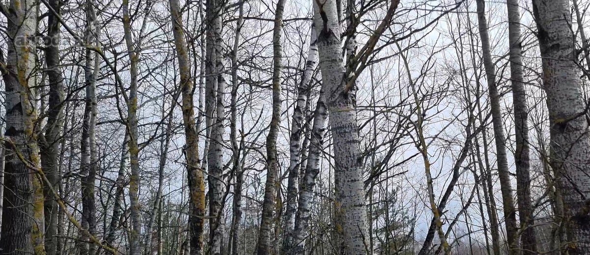 Parduodamas žemės sklypas, kurį sudaro žemės - nuotraukos Nr. 11
