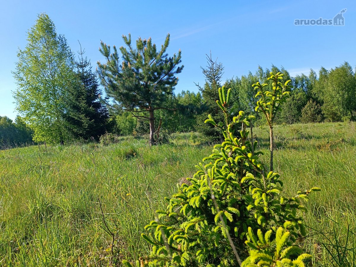 30 arų namų valdos sklypas, bendras 2,51 ha ploto - nuotraukos Nr. 4