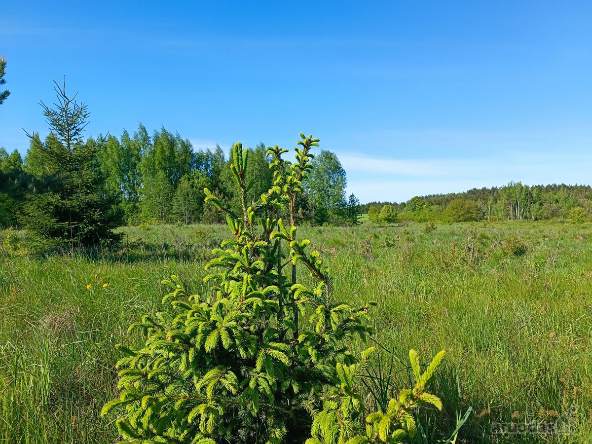 30 arų namų valdos sklypas, bendras 2,51 ha ploto - nuotraukos Nr. 23