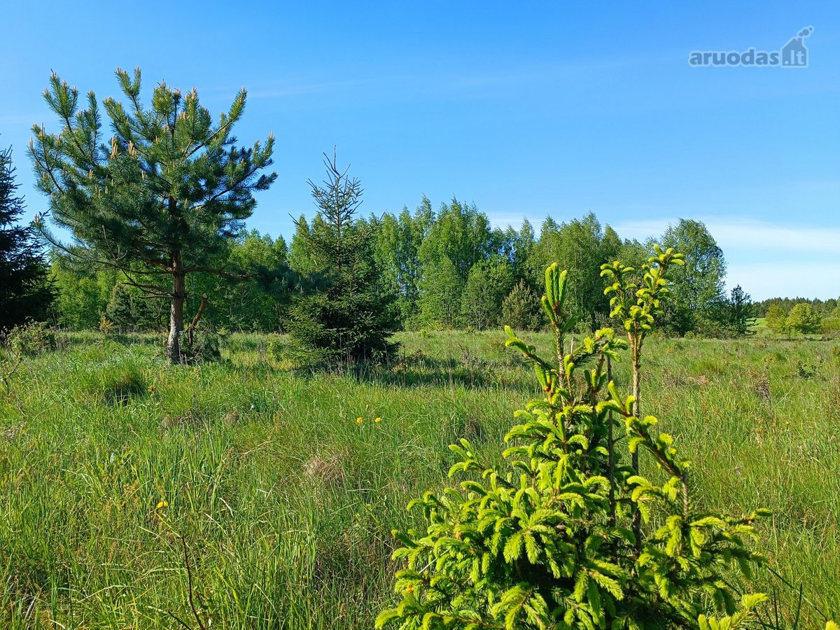 30 arų namų valdos sklypas, bendras 2,51 ha ploto - nuotraukos Nr. 28