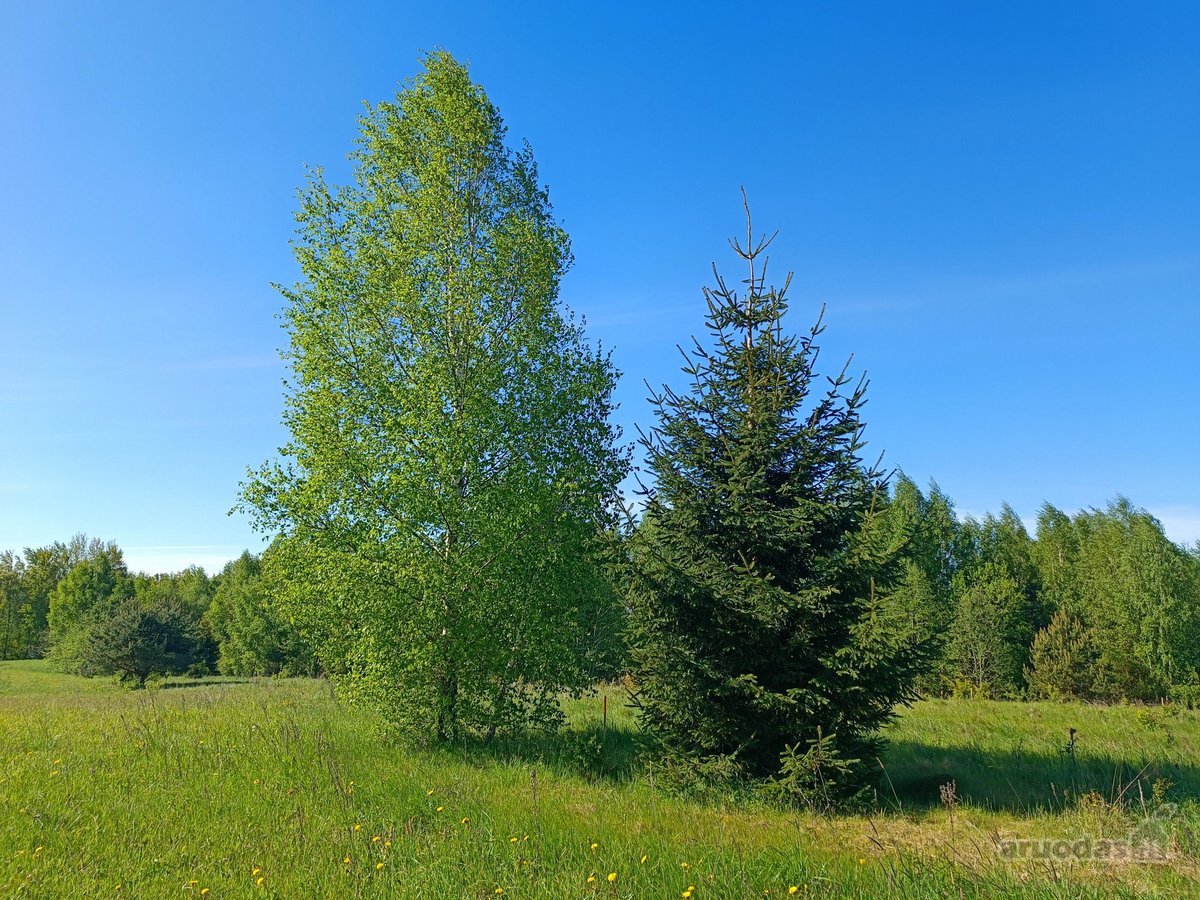 30 arų namų valdos sklypas, bendras 2,51 ha ploto - nuotraukos Nr. 5