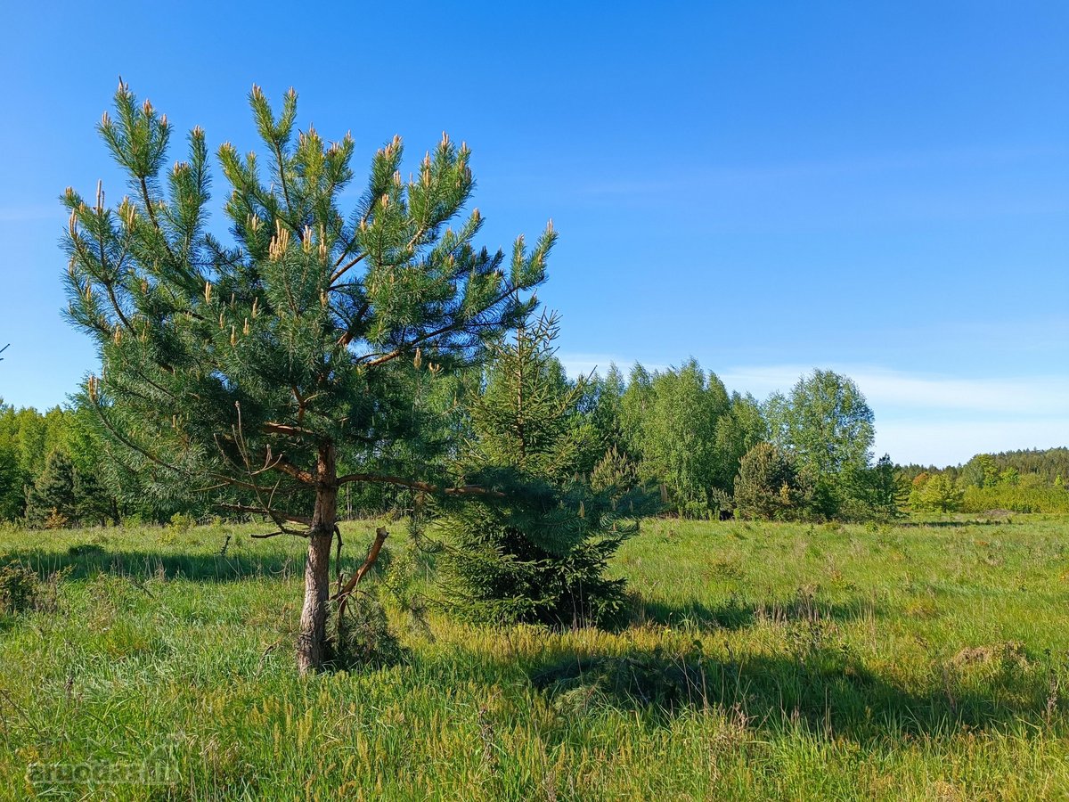 30 arų namų valdos sklypas, bendras 2,51 ha ploto - nuotraukos Nr. 6
