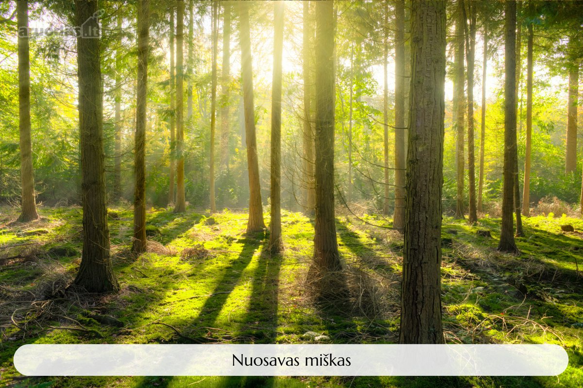 Parduodamas Unikalus Objektas Šeimos - nuotraukos Nr. 21
