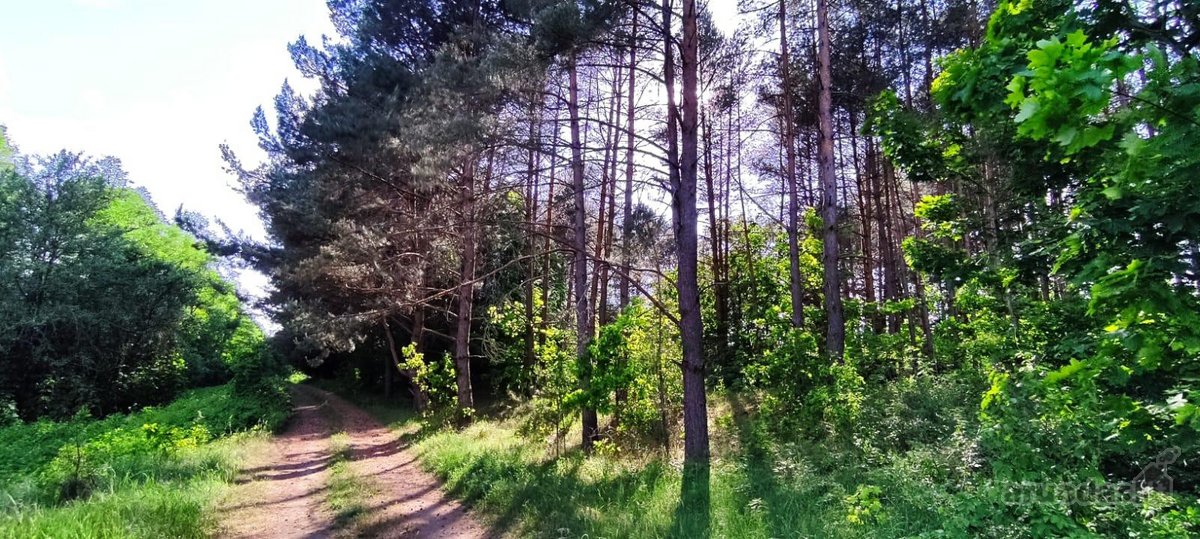 Parduodamas išskirtinis sklypas šalia Nemuno. - nuotraukos Nr. 7