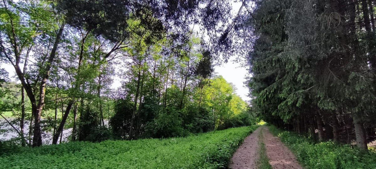 Parduodamas išskirtinis sklypas šalia Nemuno. - nuotraukos Nr. 9