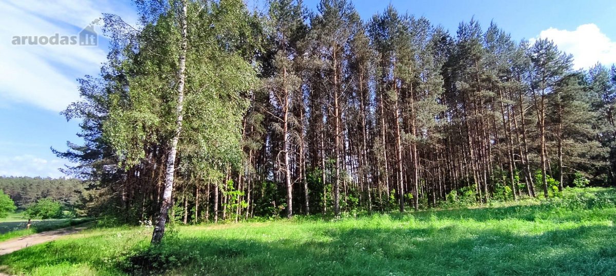 Parduodamas išskirtinis sklypas šalia Nemuno. - nuotraukos Nr. 10