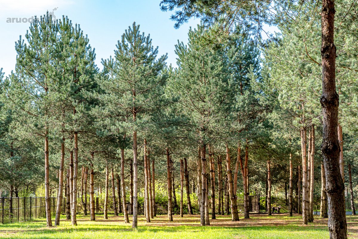 Gyvenimas Pušyne – Privati 2,6 Ha Rezidencija - nuotraukos Nr. 13