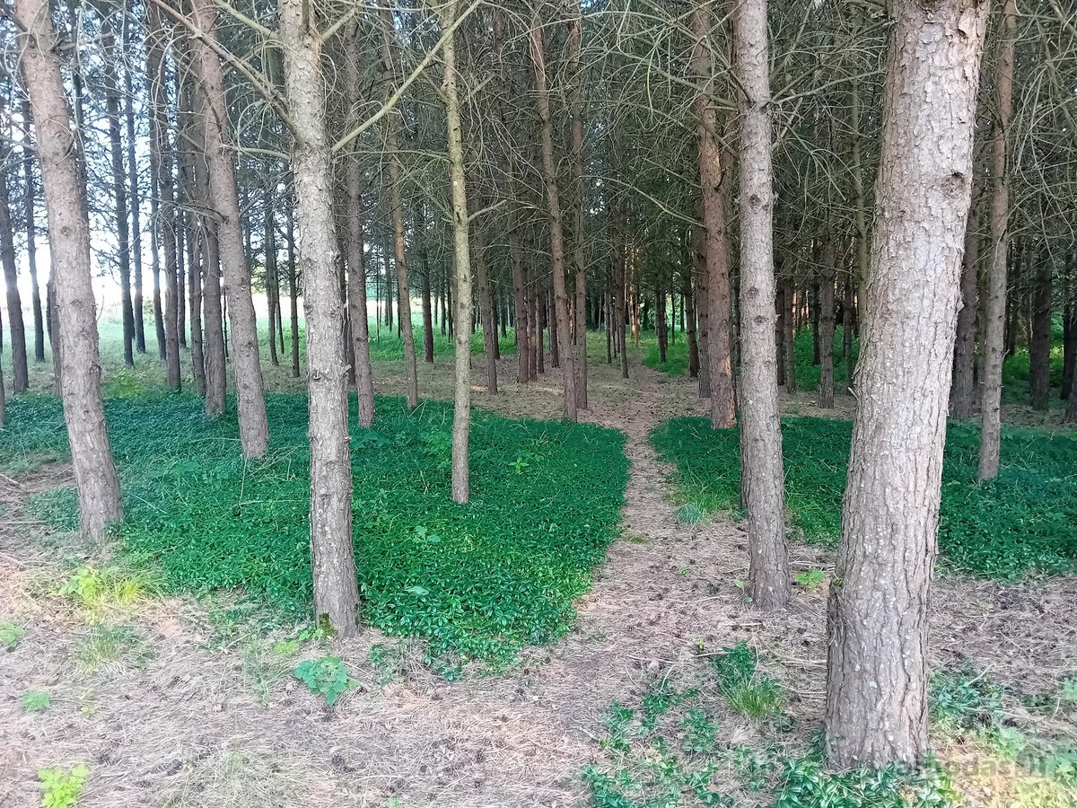 Parduodama sodyba ant Šušvės kranto, 6 km nuo - nuotraukos Nr. 11