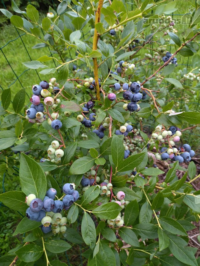Parduodamas sodas Kauno rajone Kačerginės - nuotraukos Nr. 19