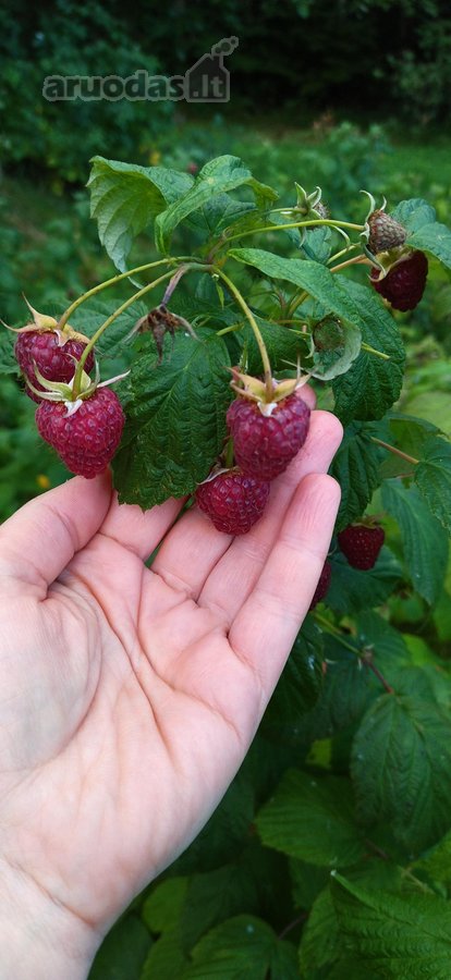 Parduodamas sodas Kauno rajone Kačerginės - nuotraukos Nr. 20