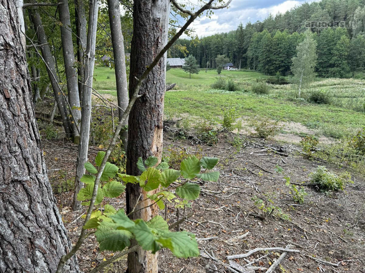 1,56ha kraštinis sklypas(1/3 miškas)unikalus - nuotraukos Nr. 2