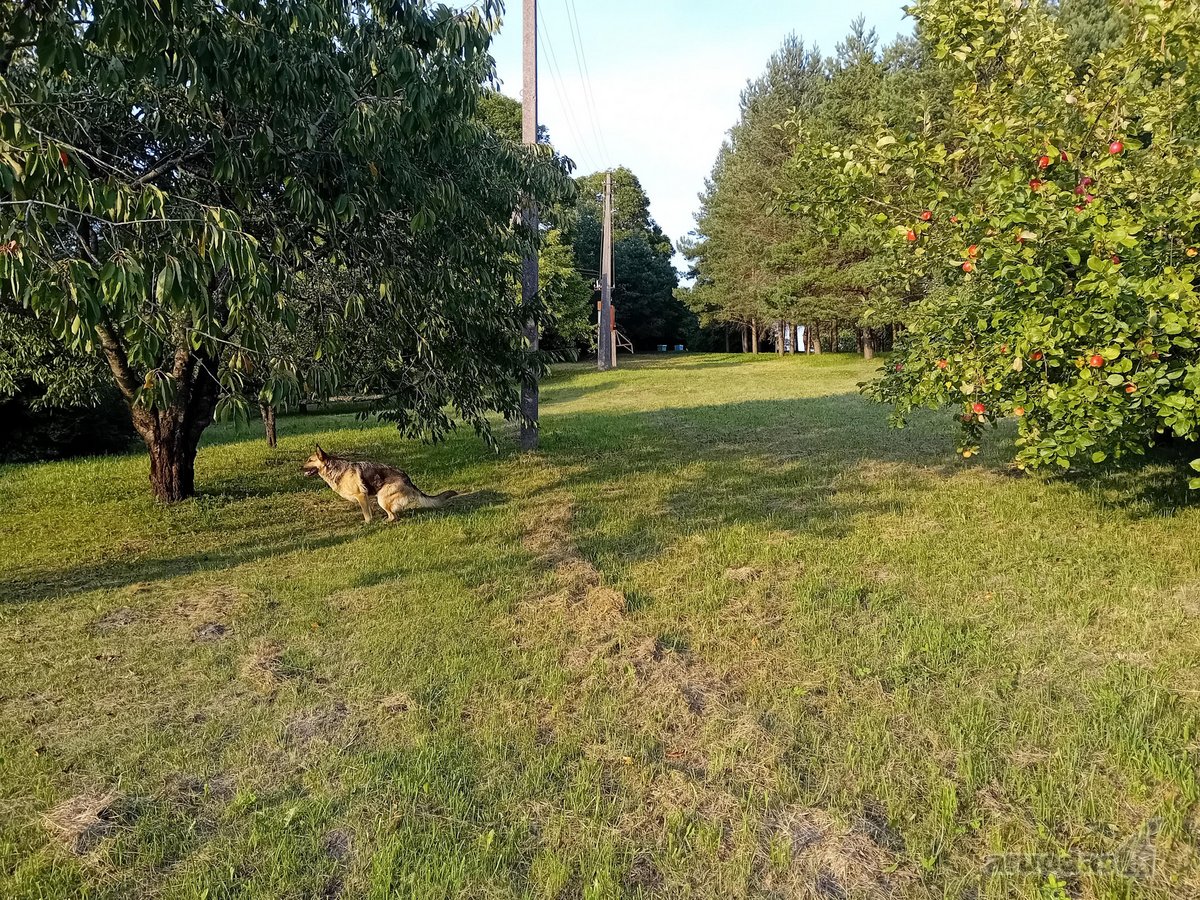 Parduodama sodyba ant Šušvės kranto, 6 km nuo - nuotraukos Nr. 14