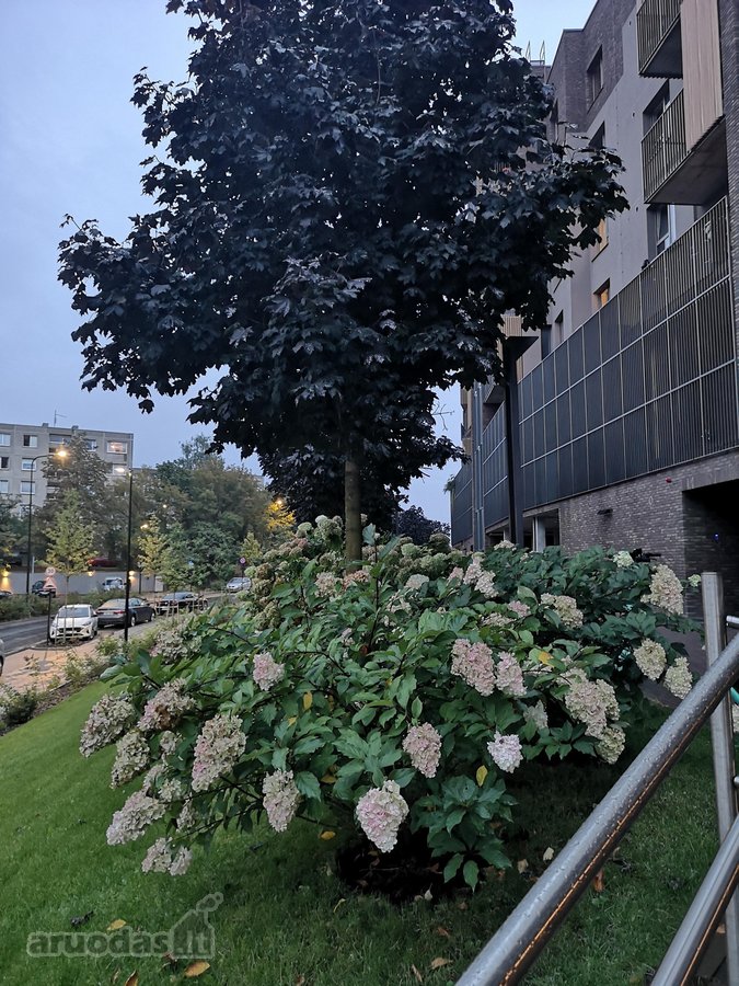 Stilingas 1 kambario butas Naujamiestyje su - nuotraukos Nr. 3