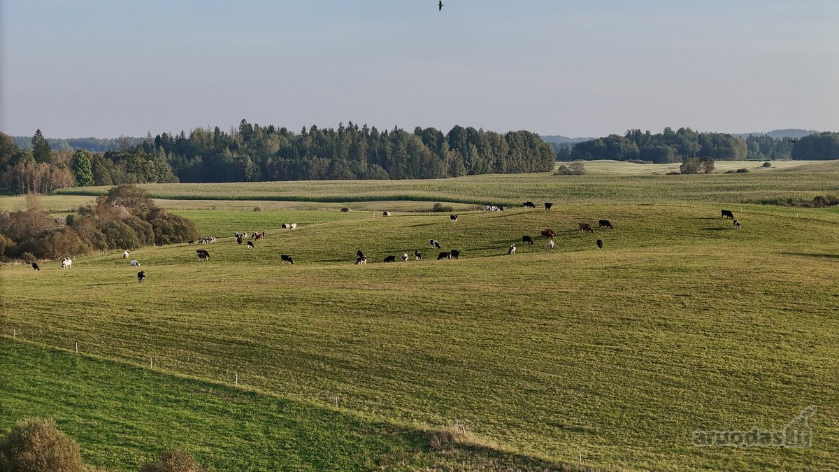 Vaizdingoje Vietoje, Šalia Alsėdžių Tvenkinio - nuotraukos Nr. 19