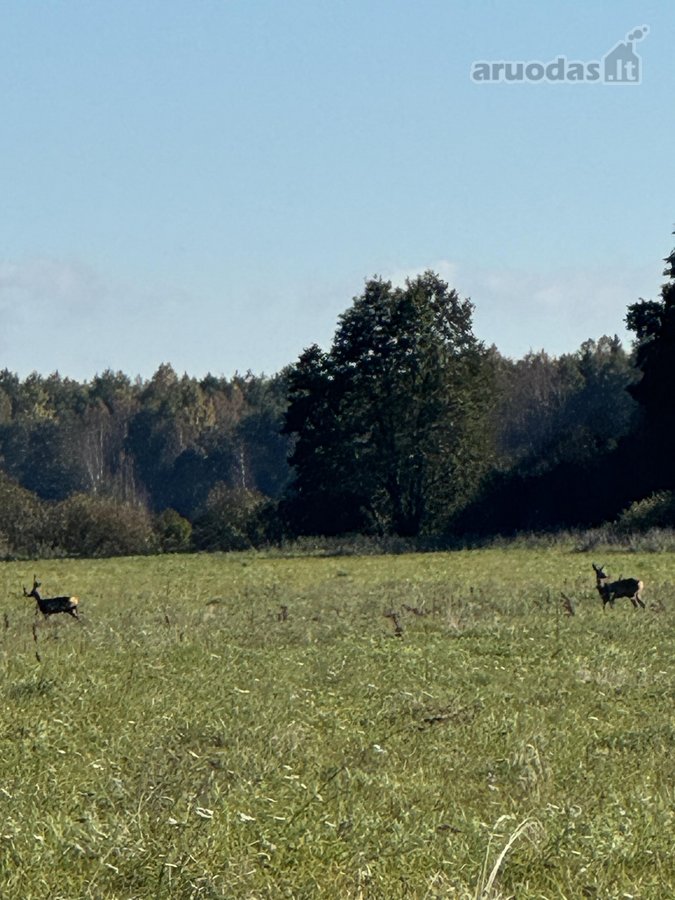 Parduodamas 9,3900 ha žemės ūkio paskirties - nuotraukos Nr. 6