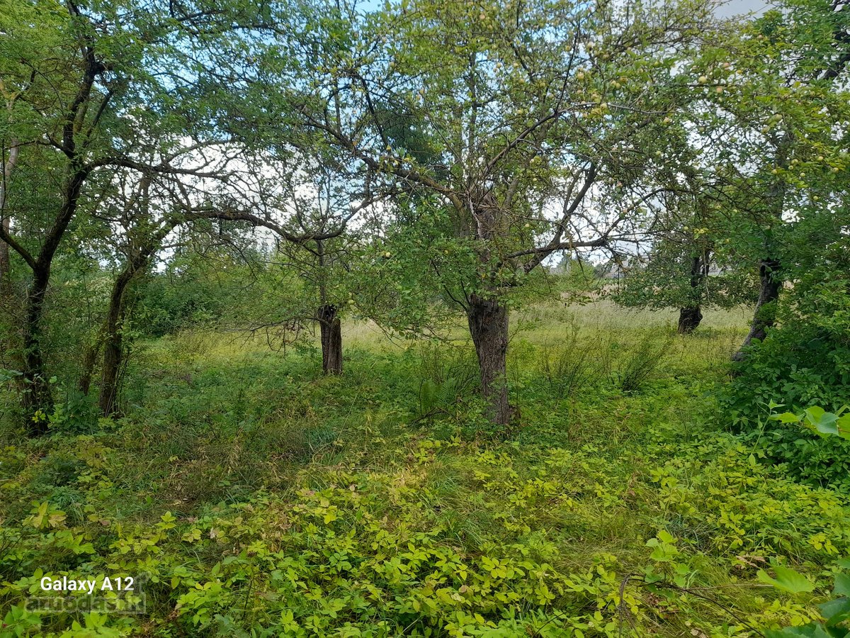 Parduodama sodyba su 31a sklypu,žemės sklypo - nuotraukos Nr. 3