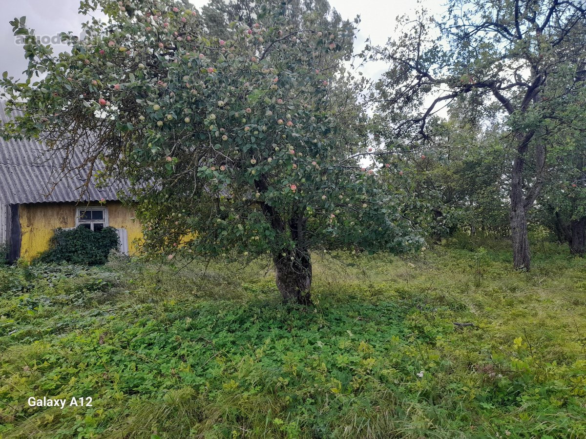 Parduodama sodyba su 31a sklypu,žemės sklypo - nuotraukos Nr. 4