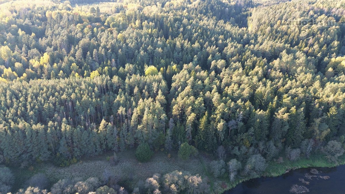 Parduodami du miškų ūkio skypai, 7,88 ha. ir - nuotraukos Nr. 4
