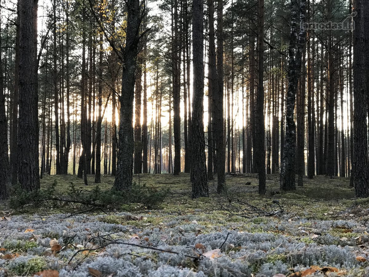 Parduodamas miškas 17,46 ha. Žemės sklypo