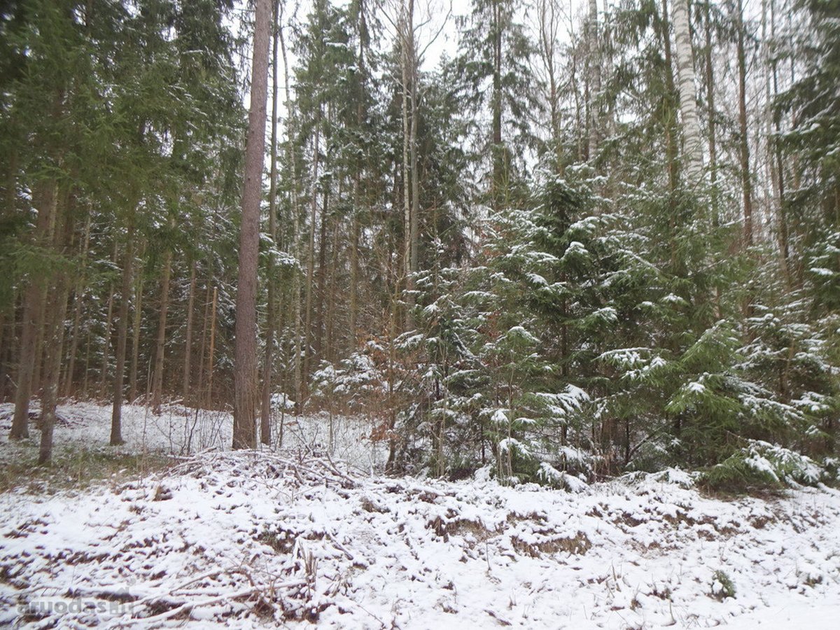 Parduodamas 2,66ha žemės ūkio paskirties - nuotraukos Nr. 26