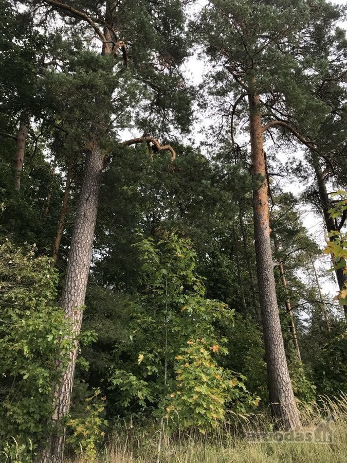 Parduodamas namų valdos 16,38 arų sklypas - nuotraukos Nr. 9