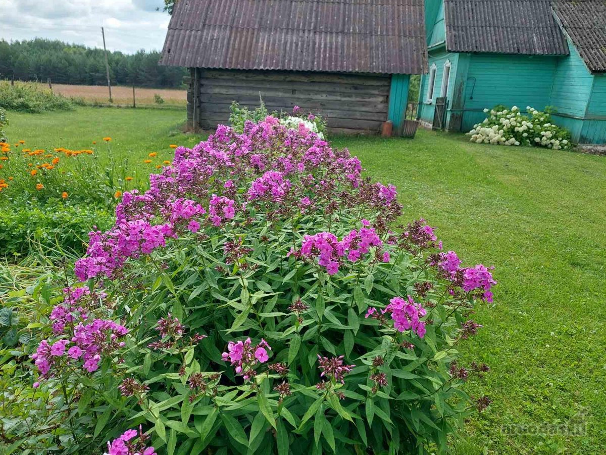 Parduodamas medinis namas su daug pastatų - nuotraukos Nr. 5