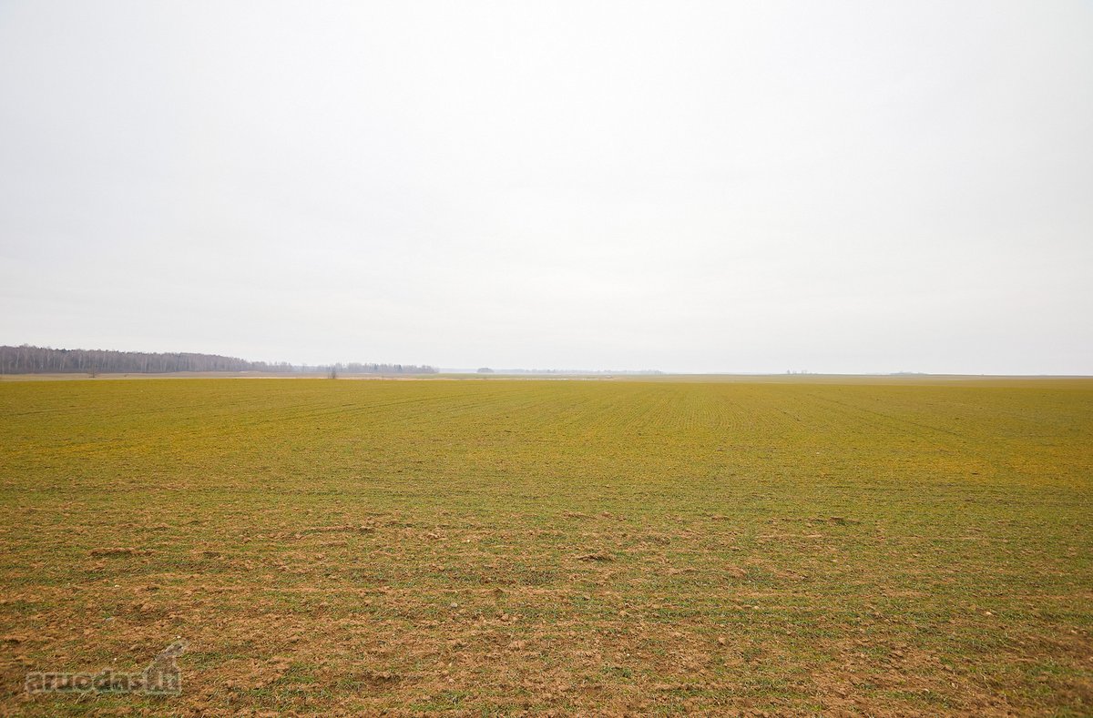 Parduodamas 5,2 Ha Žemės Ūkio Paskirties - nuotraukos Nr. 3