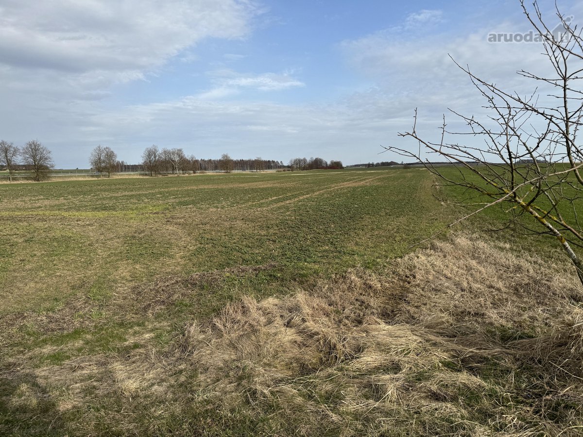 Parduodamas 1,69ha žemės ūkio paskirties - nuotraukos Nr. 4