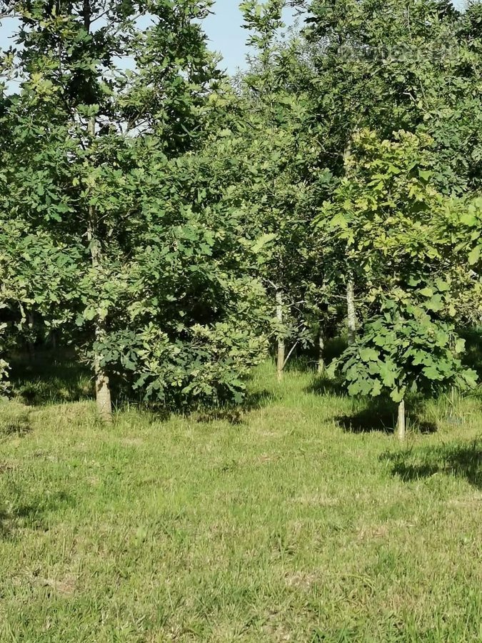 Sodyba trijų kambarių. Yra šulinys iš kurio - nuotraukos Nr. 13