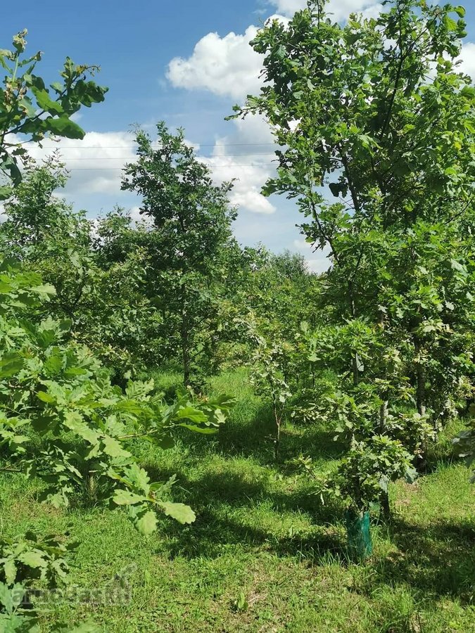 Sodyba trijų kambarių. Yra šulinys iš kurio - nuotraukos Nr. 14