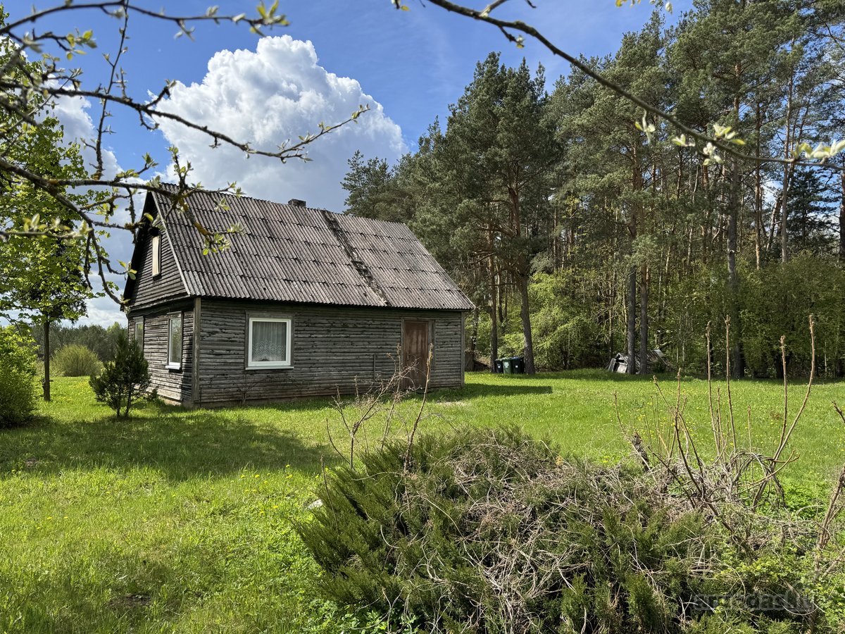 Gamtos apsuptyje, šalia gražaus pušyno, - nuotraukos Nr. 7