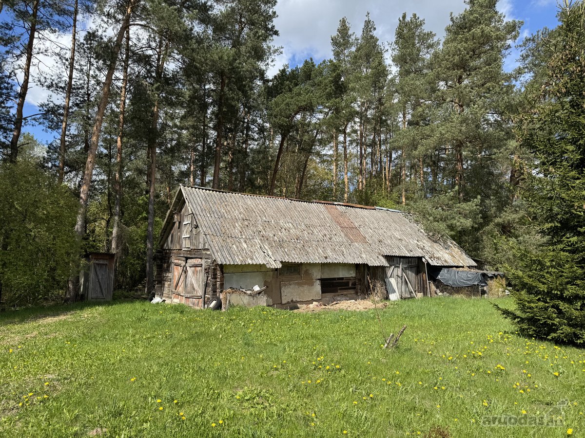 Gamtos apsuptyje, šalia gražaus pušyno, - nuotraukos Nr. 9
