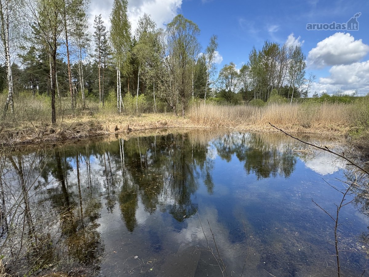 Gamtos apsuptyje, šalia gražaus pušyno, - nuotraukos Nr. 16