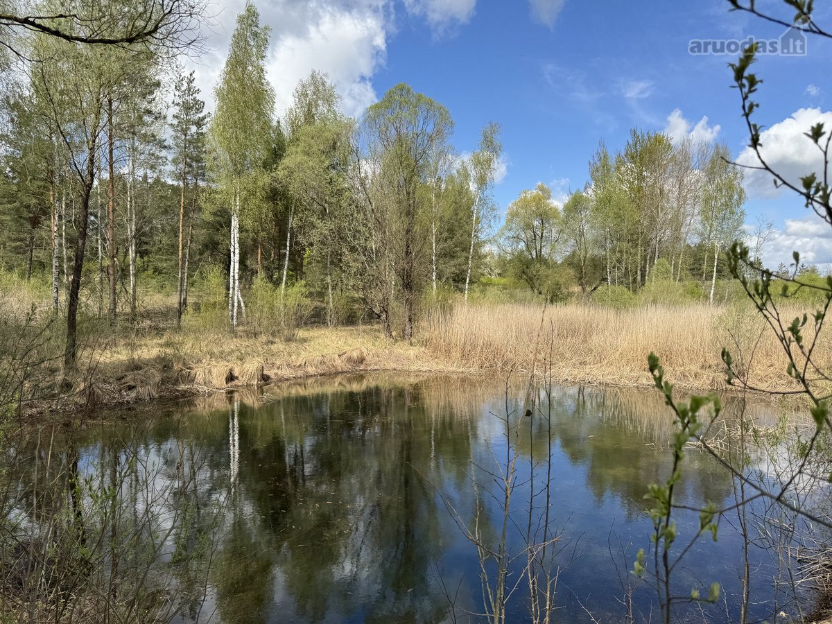 Gamtos apsuptyje, šalia gražaus pušyno, - nuotraukos Nr. 17