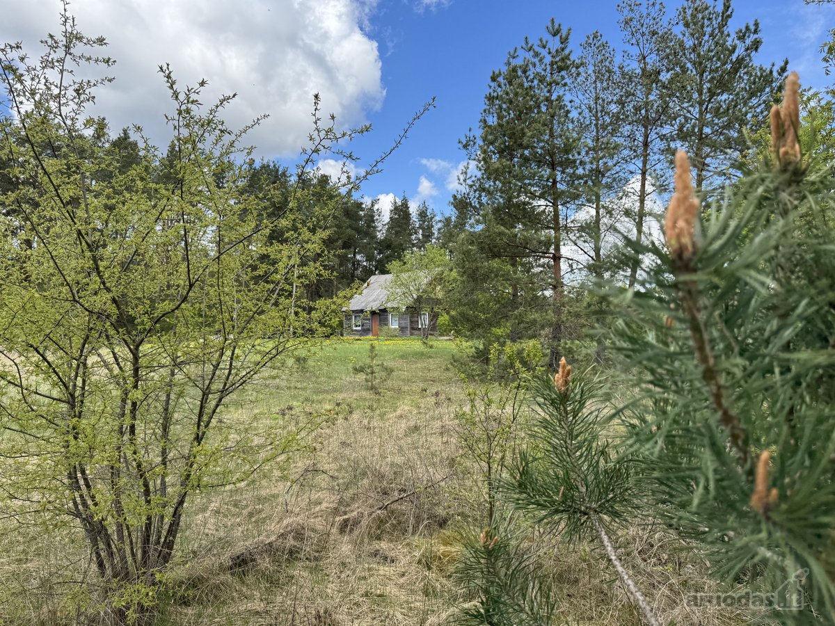 Gamtos apsuptyje, šalia gražaus pušyno, - nuotraukos Nr. 15