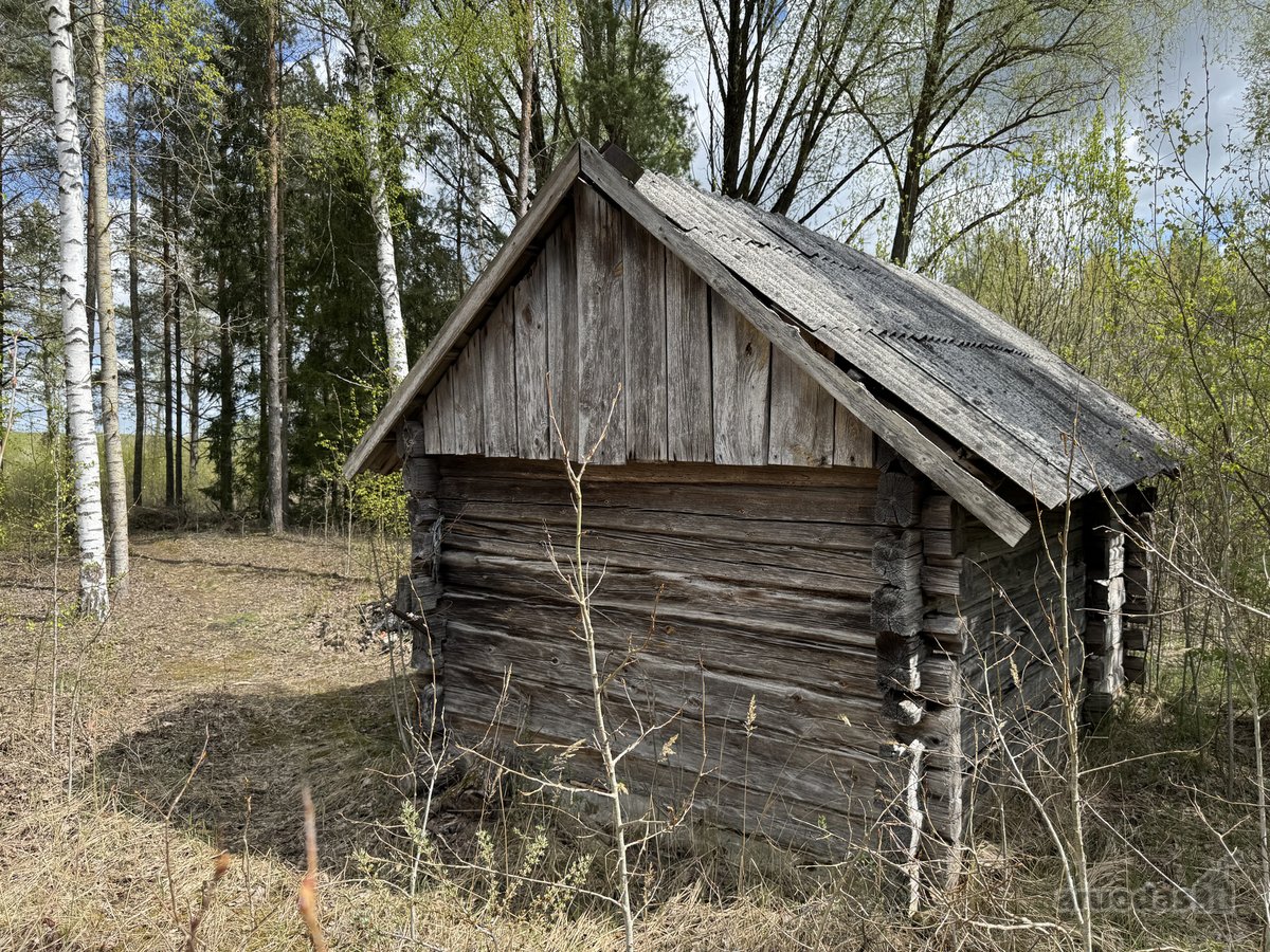 Gamtos apsuptyje, šalia gražaus pušyno, - nuotraukos Nr. 20