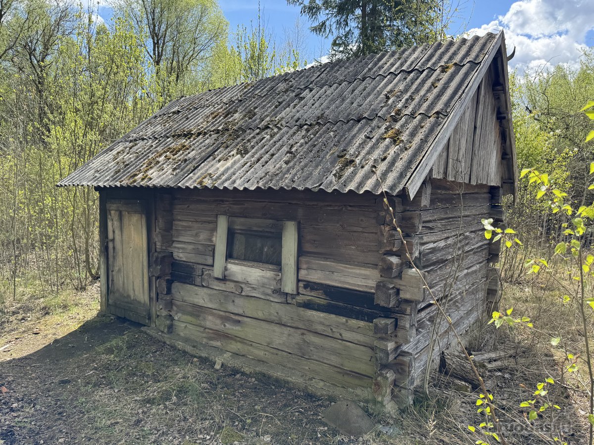Gamtos apsuptyje, šalia gražaus pušyno, - nuotraukos Nr. 19