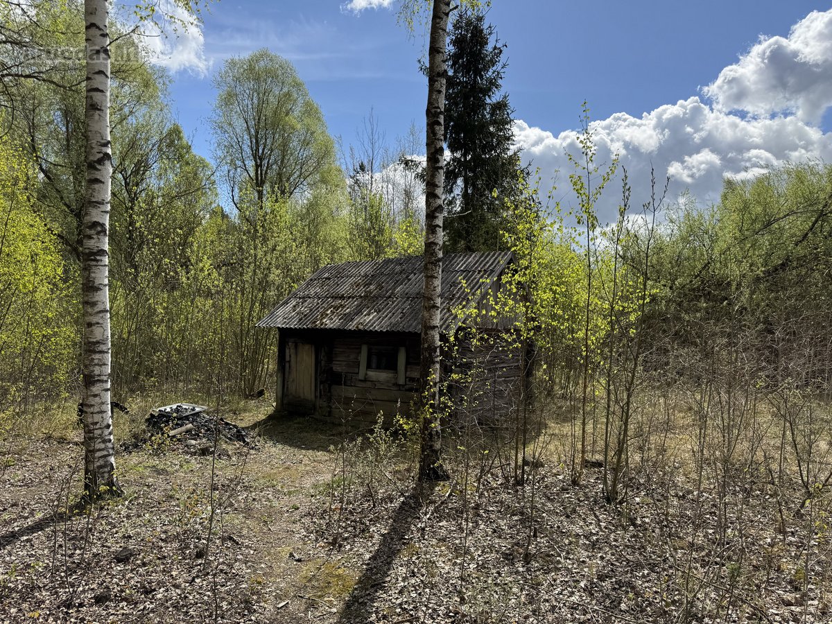 Gamtos apsuptyje, šalia gražaus pušyno, - nuotraukos Nr. 18