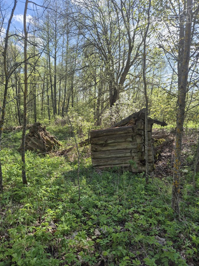 Parduodamas 7,10 Ha Žemės Sklypas Ignalinos - nuotraukos Nr. 6
