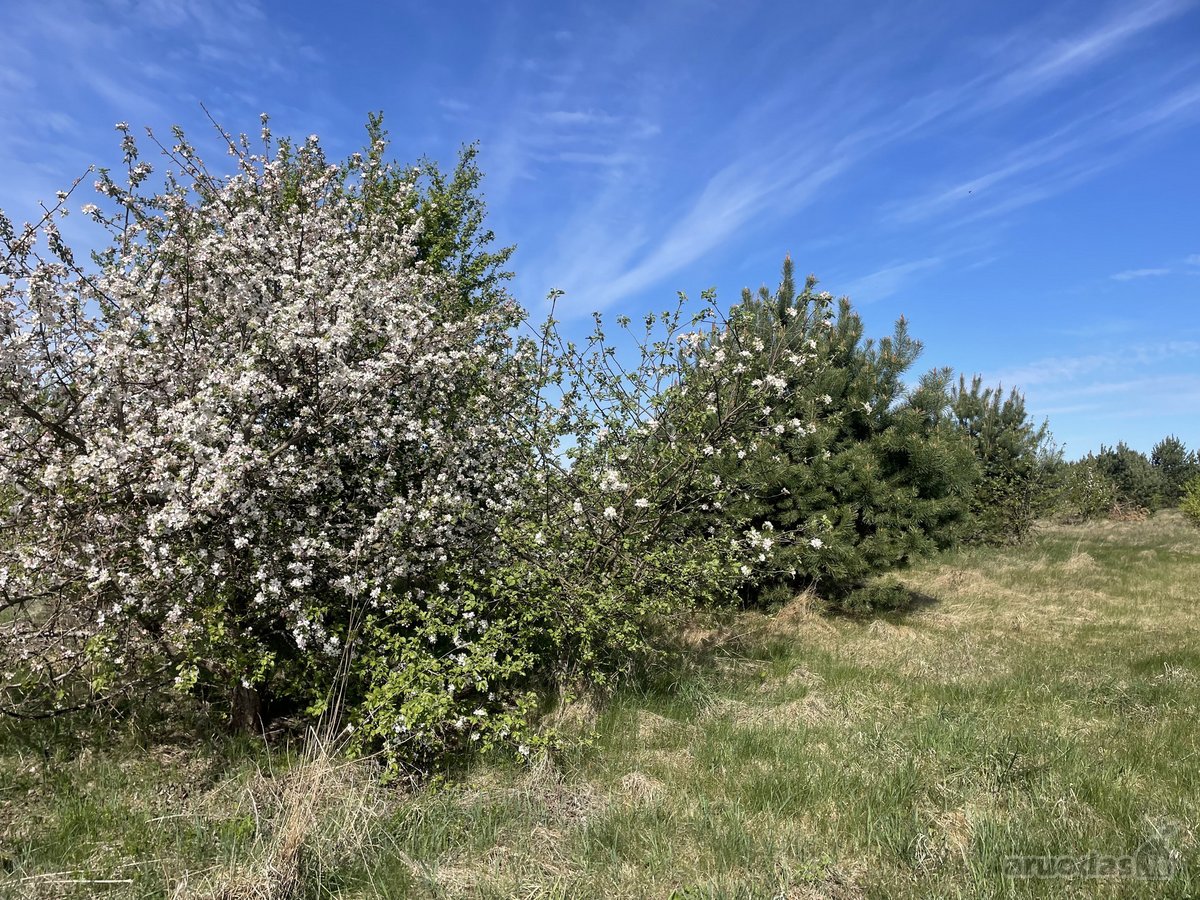 Parduodamas 1,34 hektaro žemės ūkio - nuotraukos Nr. 6