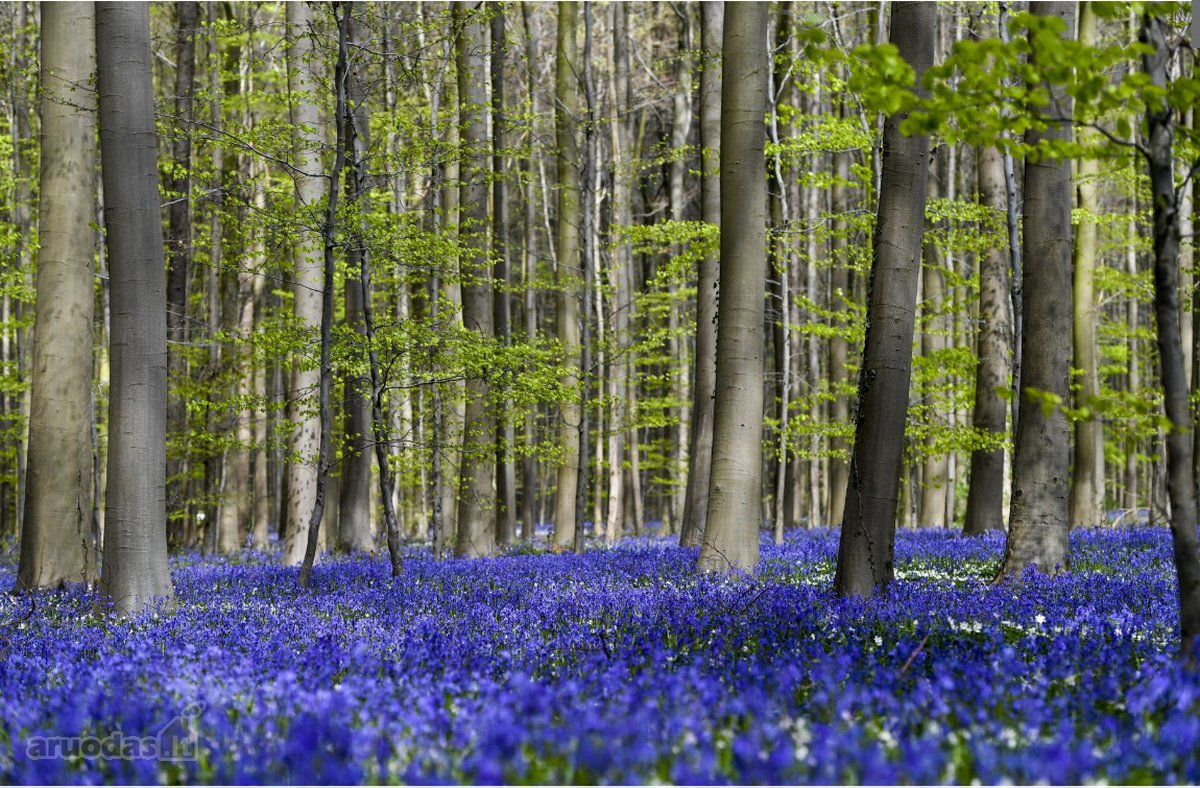 Parduodamas 33,850 ha, miško ūkio sklypas.