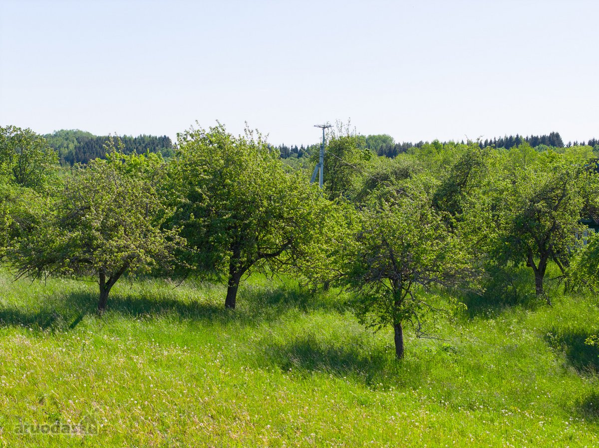 Nuomojamas vienkiemis su 1ha žemės su sodu, - nuotraukos Nr. 26